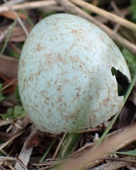 Turdus merula