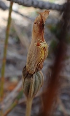 Pterostylis tasmanica