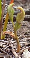 Pterostylis aphylla