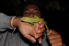 Bronchocela jubata