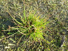Juncus caespiticius