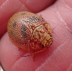 Paropsis deboeri