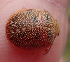 Paropsis deboeri