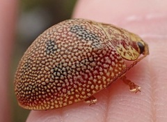 Paropsis deboeri
