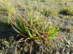 Juncus caespiticius