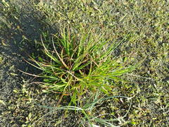 Juncus caespiticius