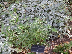 Sarcococca hookeriana digyna