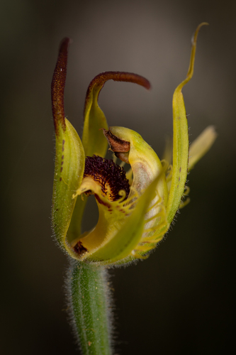 Arrowsmith spider orchid (Caladenia crebra)