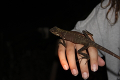 Bronchocela jubata