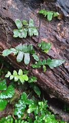 Arthropteris palisotii