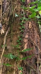 Arthropteris palisotii