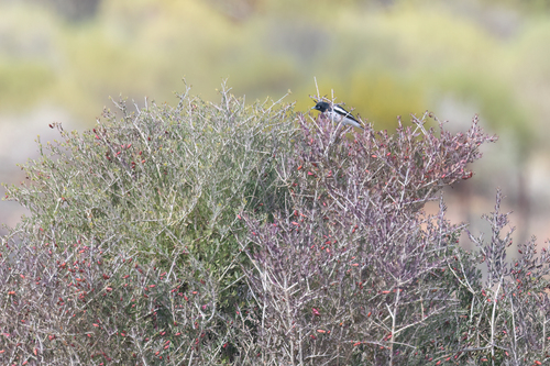 Pied Honeyeater (Certhionyx variegatus)