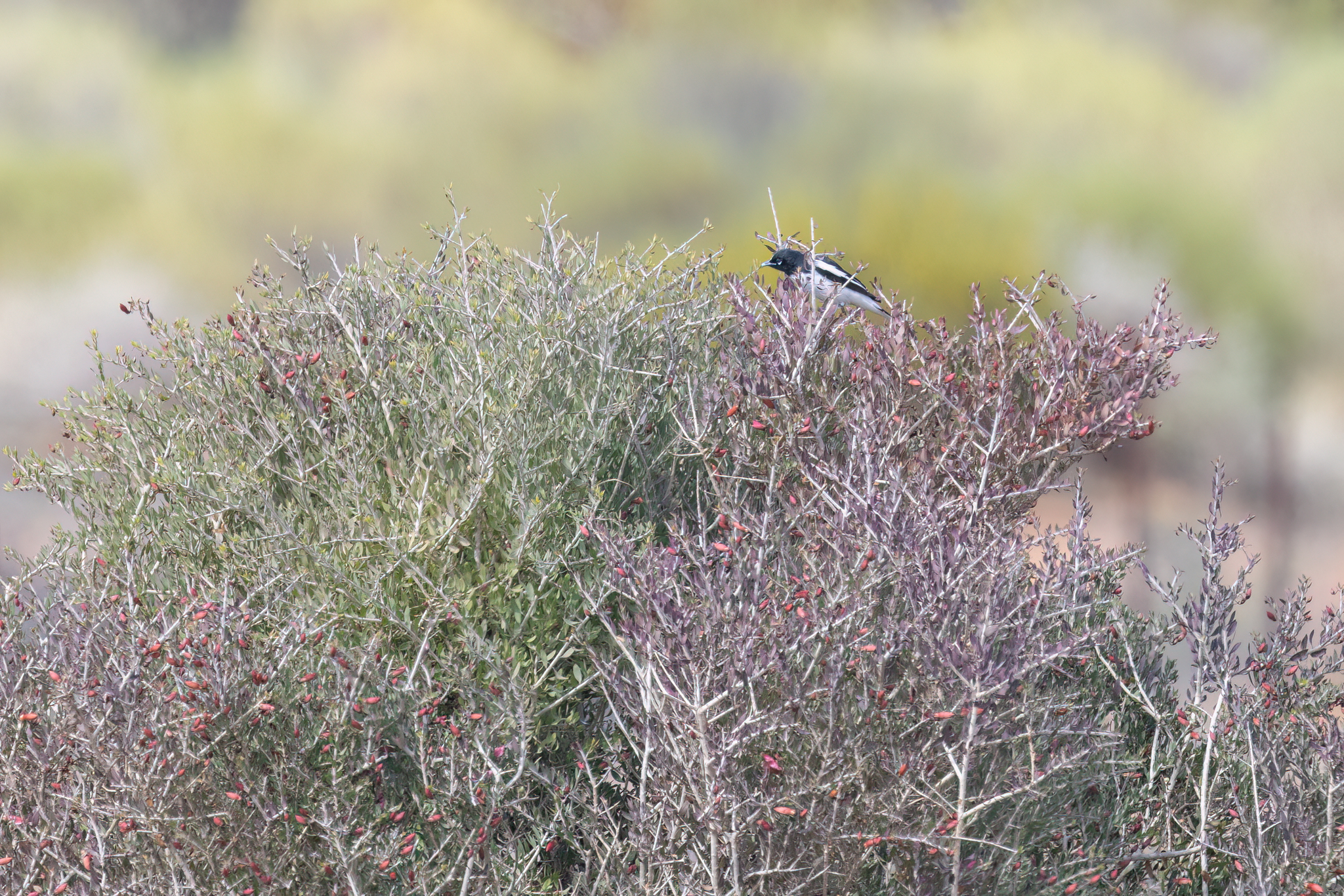 Pied Honeyeater (Certhionyx variegatus), photo 1
