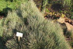 Ephedra gerardiana