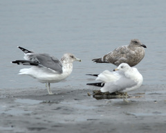 Larus californicus californicus
