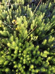 Acrotriche serrulata