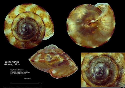 Laoma marina, 2018-05-03