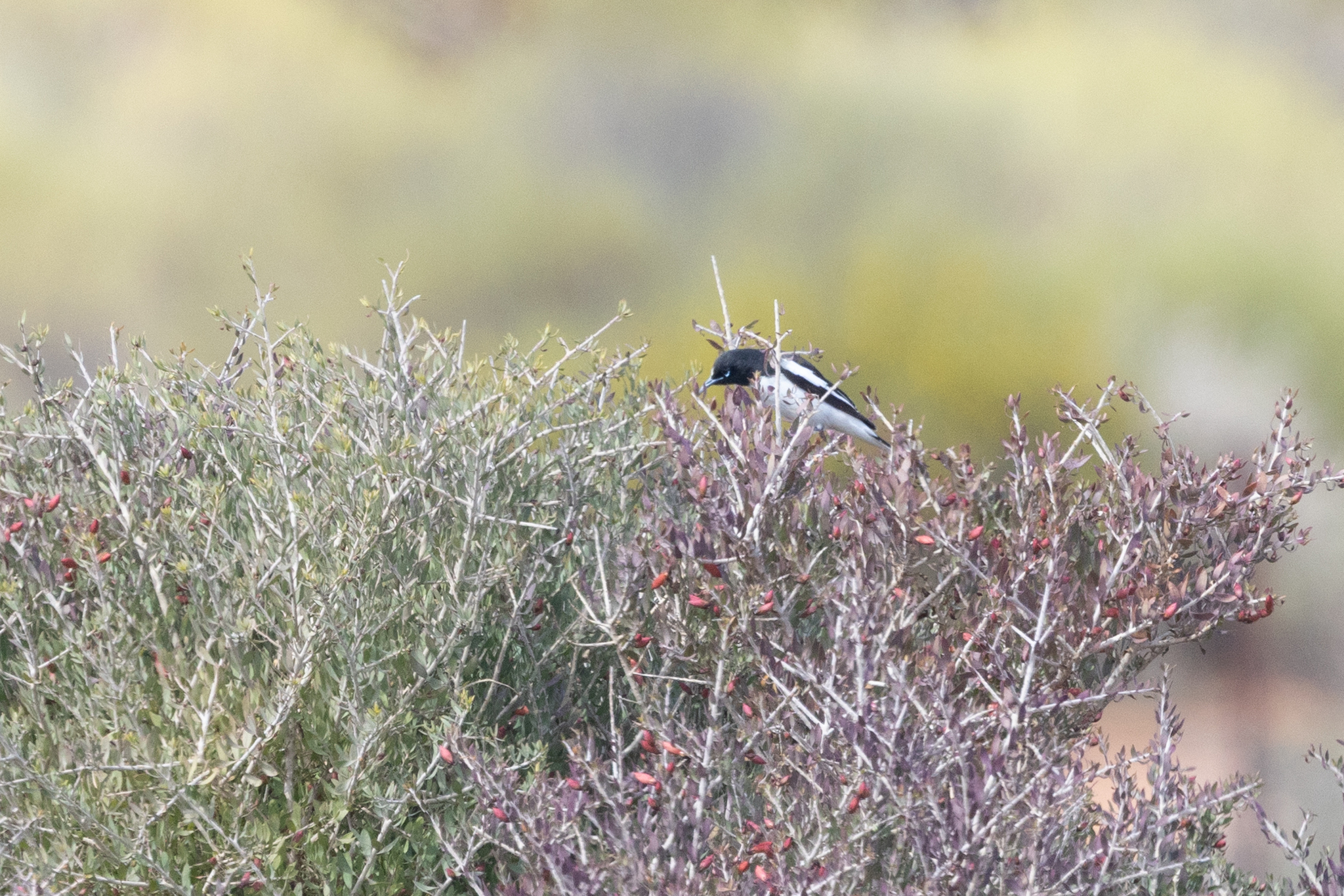 Pied Honeyeater (Certhionyx variegatus), photo 3