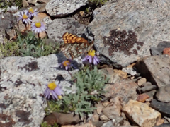 Chlosyne whitneyi