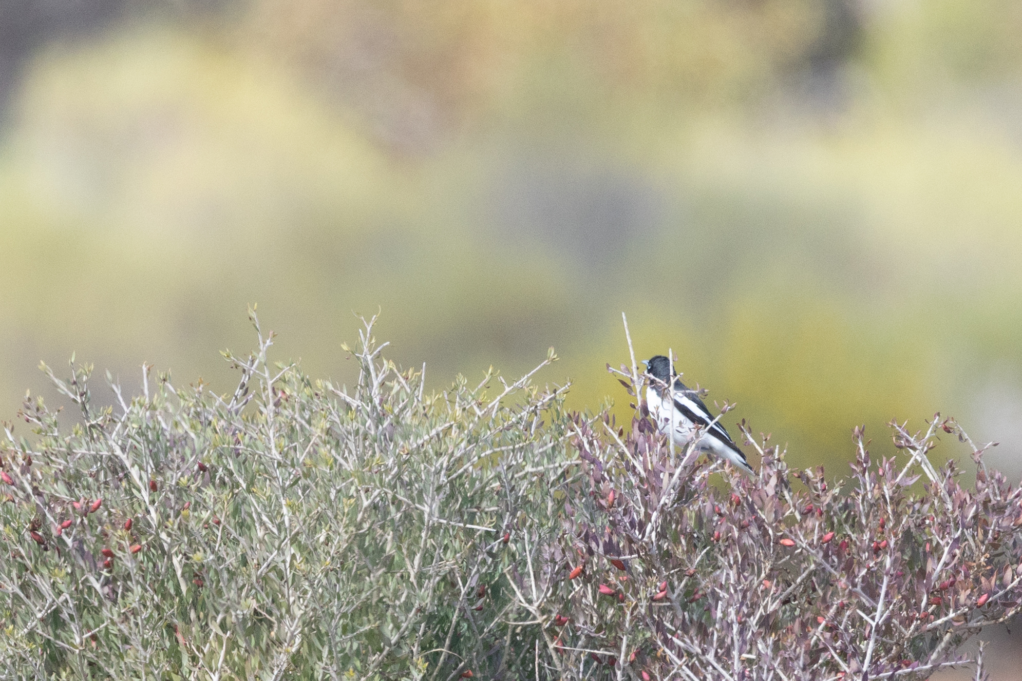 Pied Honeyeater (Certhionyx variegatus), photo 2