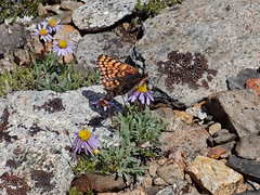 Chlosyne whitneyi