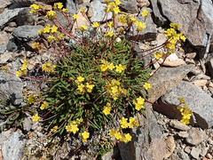 Ivesia lycopodioides