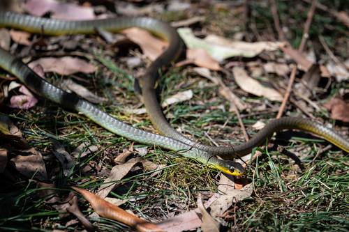 Common Tree Snake sighting