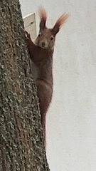 Sciurus vulgaris