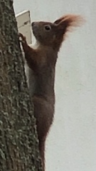 Sciurus vulgaris