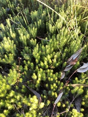 Acrotriche serrulata