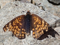 Chlosyne whitneyi
