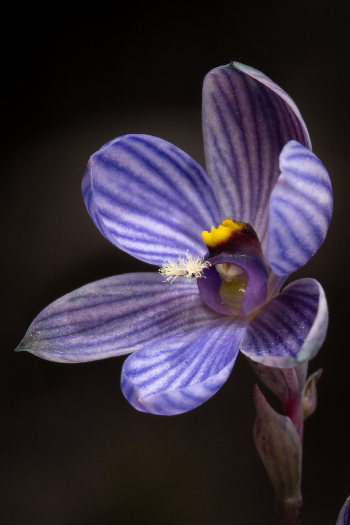 Thelymitra campanulata