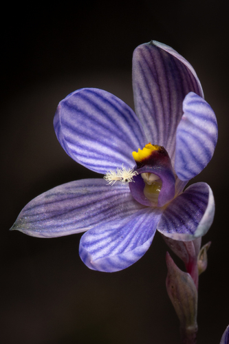 Bell sun orchid (Thelymitra campanulata)