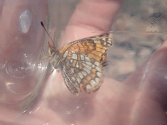 Chlosyne whitneyi