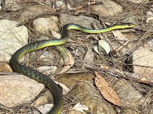 Common Tree Snake sighting