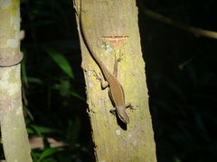 Eutropis rudis