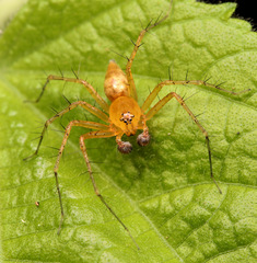 Oxyopes vogelsangeri