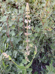 Stachys ajugoides