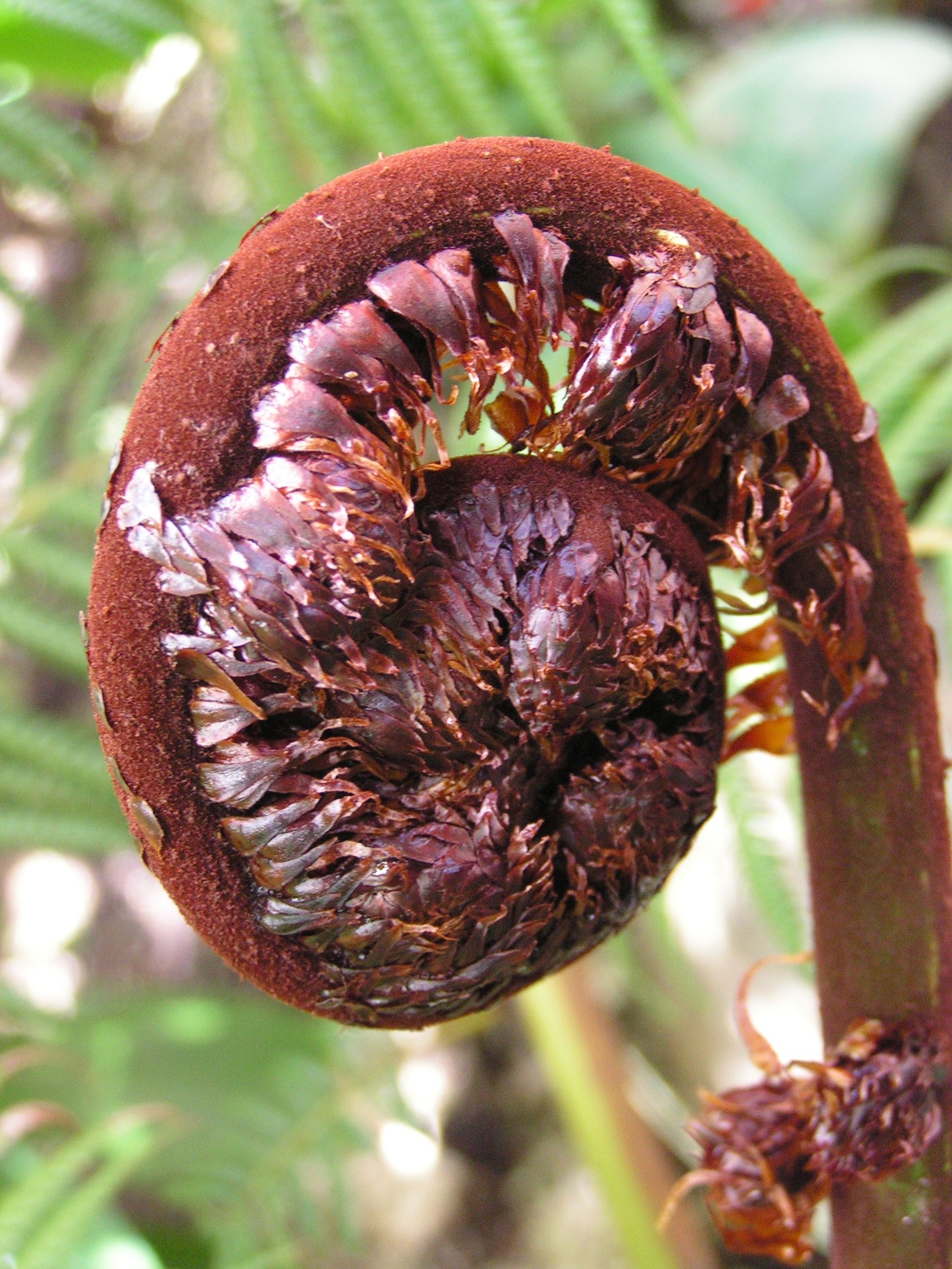 Cyathea multiflora