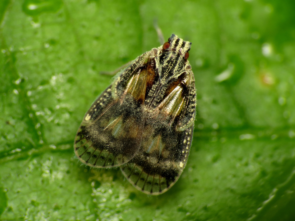 Bothriocerinae