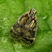 Bothriocerinae - Photo (c) Katja Schulz, algunos derechos reservados (CC BY)
