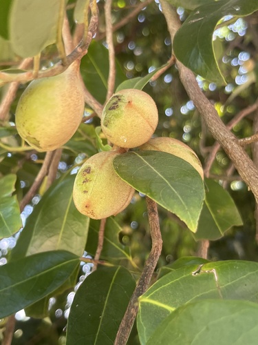 Myristica insipida observed 2025-09-26