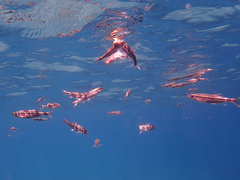 Richardsonius egregius