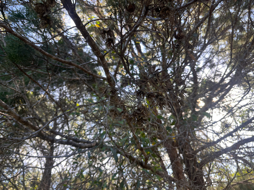 Coastal Cypress Pine (Callitris columellaris)