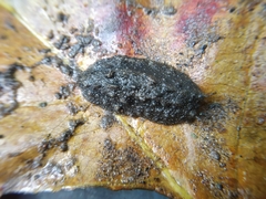Onchidium