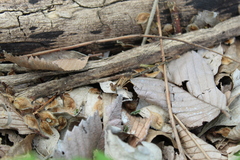 Argia