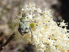 Hoplia dispar