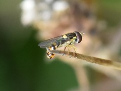 Sphaerophoria rueppellii