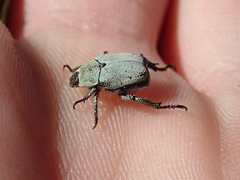 Hoplia dispar