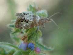 Caloreas occidentella